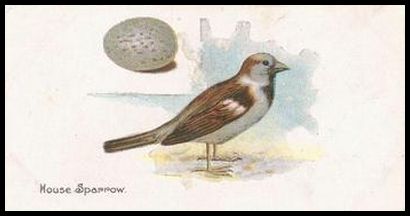 37 House Sparrow